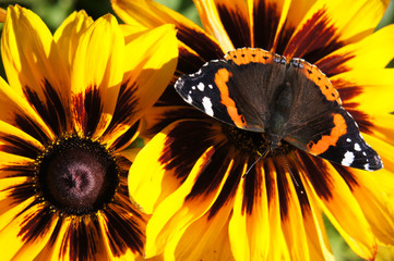 Yellow and brown rudbeckia or black-eyed-susan flowers close up with vanessa atalanta or red...