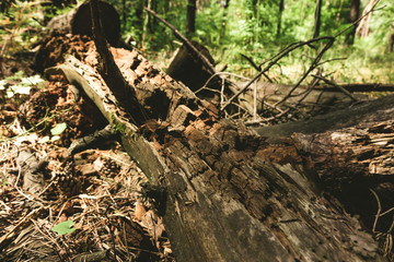 an old rotting tree lying in the middle of the forest