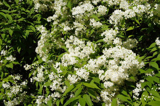 Deutzia lemoinei lemoine shrub with white flowers