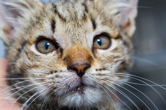 close-up photo of a kitten with angioedema