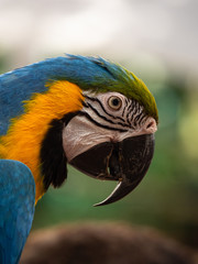 Macaw New World Parrots in Captivity