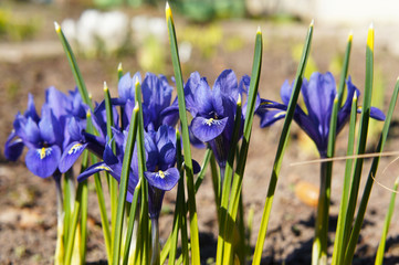 iris reticulata harmony blue flowers