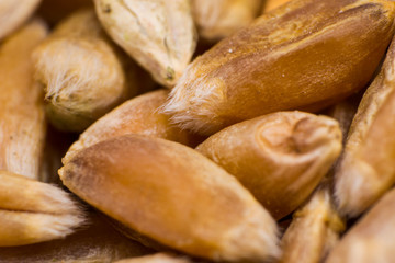 close-up photo of  grain wheat