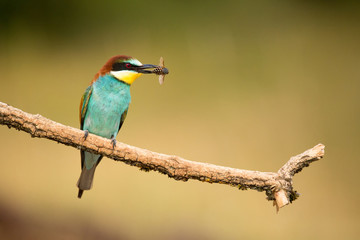 European Bee-eater, Merops apiaster, beautiful bird sitting on the branch with insects in beak.