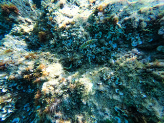 Underwater view of rocks and stones at the bottom of the sea.