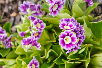 Purple and white primula auricula   flowers