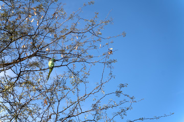 The indian wild parrot sitting on the tree
