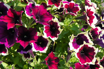 Petunia cascadias rim magenta plant