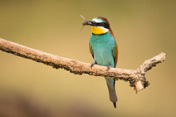 European Bee-eater, Merops apiaster, beautiful bird sitting on the branch with insects in beak.