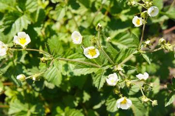 Fragaria vesca or wild strawberry blossoming plant