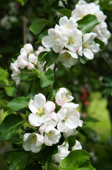 Blossoming white apple tree branch vertical