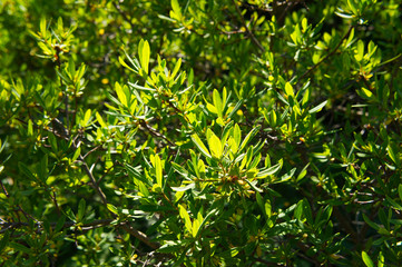 Myrica pensylvanica or northern bayberry green plant background