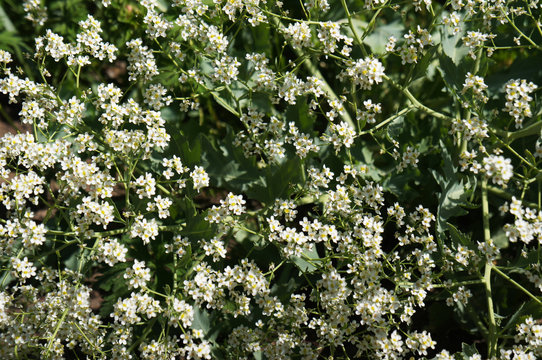 Crambe maritima sea kale white flowers
