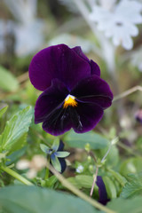 Pansy in the meadow