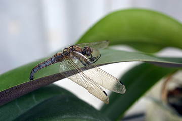 Dragonflies on a leaf in the garden