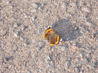  butterfly