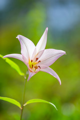 泰阜村のササユリ