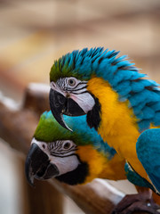 Macaw New World Parrots in Captivity