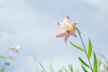 泰阜村のササユリ