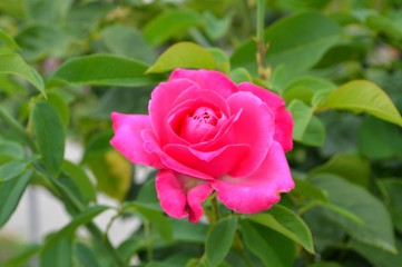 pastel pink rose in full glory - sign of love