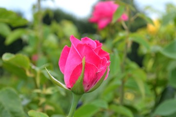 pastel pink rose in full glory - sign of love