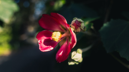 red flower