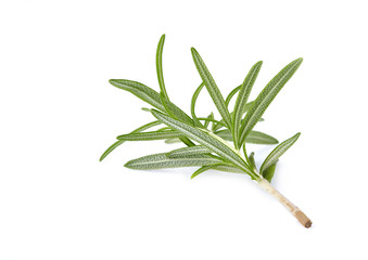 Fototapeta premium Fresh rosemary isolated on white background - Изображение