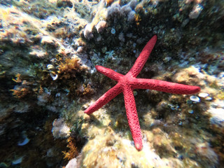 Underwater view of a red starfish at the sandy and rocky bottom of the sea.