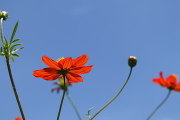 キバナコスモス