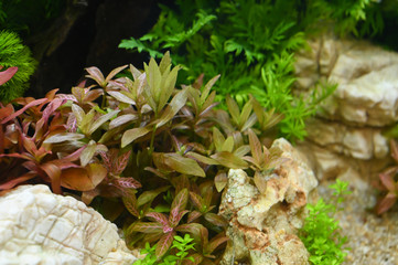 Water plants