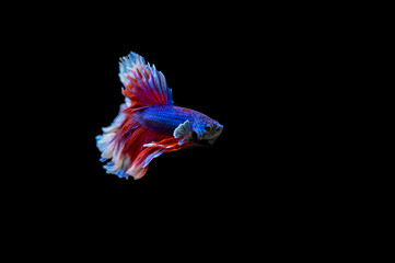 Fototapeta premium Beautiful fish in Thailand