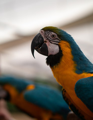 Macaw New World Parrots in Captivity
