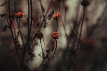 red berries on a tree