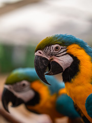 Macaw New World Parrots in Captivity