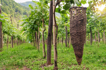 Old traditional Georgian basket for grapes
