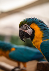 Macaw New World Parrots in Captivity
