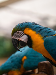 Macaw New World Parrots in Captivity