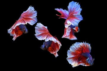 Number of colorful fighting fish on a black background