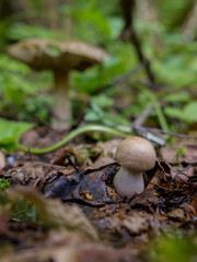 Forest boletus mushroom growing in the forest. Natural source of vegetable protein. Traditional Russian delicacy.