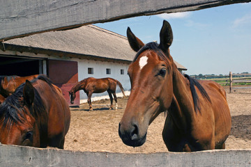 Pusta Hungary Horses