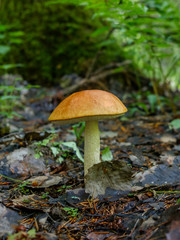 Forest mushroom aspen growing in the forest. Natural source of vegetable protein. Traditional Russian delicacy.