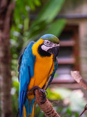 Macaw New World Parrots in Captivity