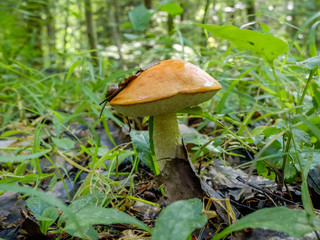 Forest mushroom aspen growing in the forest. Natural source of vegetable protein. Traditional Russian delicacy.