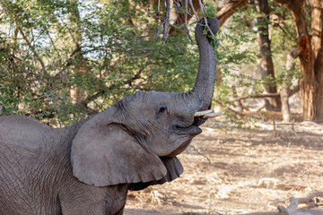 Elephant eating plant, Brandberg, Damaraland, Namibia