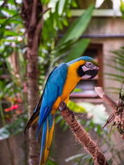 Macaw New World Parrots in Captivity