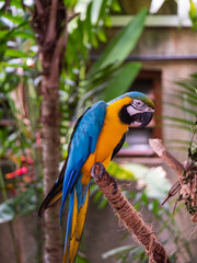 Macaw New World Parrots in Captivity