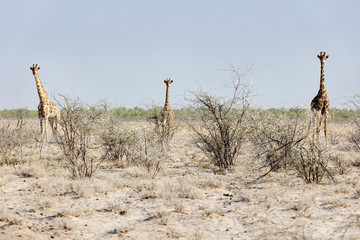 Steenbok at Etosha National Park, Namibia, Africa