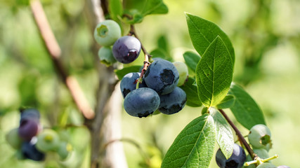 myrtilles dans l'arbre