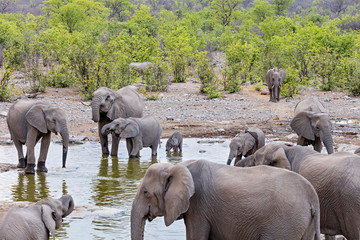 Elephants in waterhole at Etosha National Park, Namibia, Africa