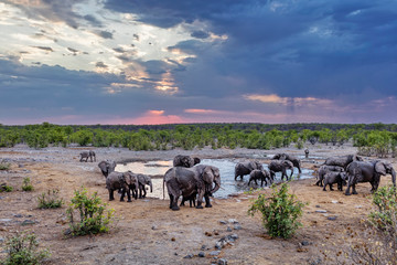 Elephants in waterhole at Etosha National Park, Namibia, Africa